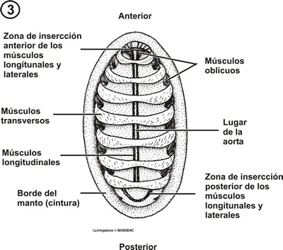 Musculatura de un quitón