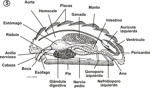 Anatomía interna de un quitón