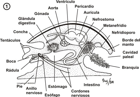 Anatomia interna y externa