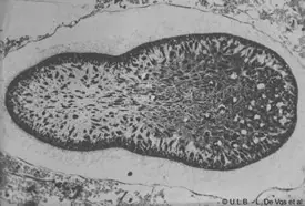Larva parenquímula