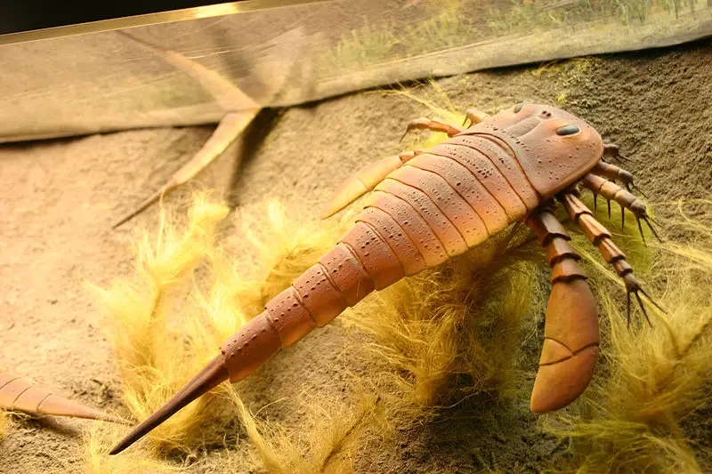 <em>Eurypterus</em>