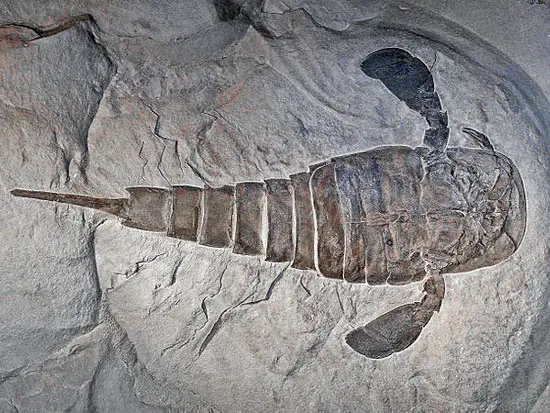 <em>Eurypterus remipes</em>