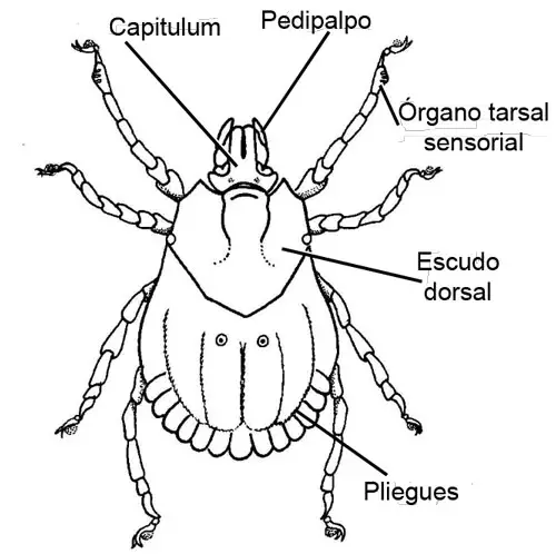 Morfología de los ácaros