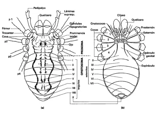 opiliones