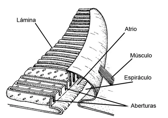 Pulmón en libro de un quelicerado