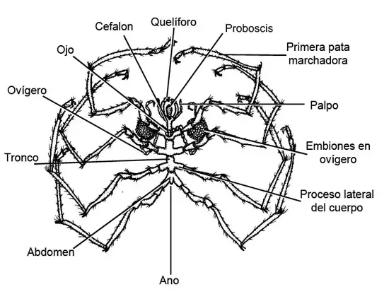 Morfología de Pycnogonida