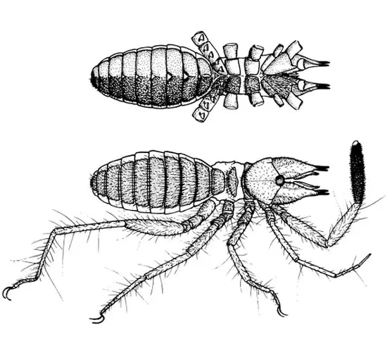 Solifugae