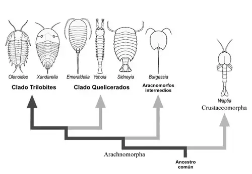 Evolución de los aracnomorfos