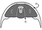 Hipostoma Flotante