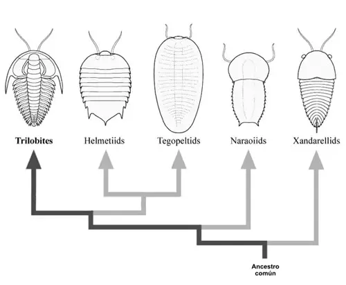 Aparición de los trilobites