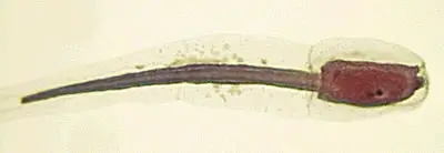 Larva de ascidia