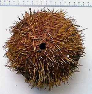 Echinus acutus