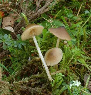 Entoloma conferendum