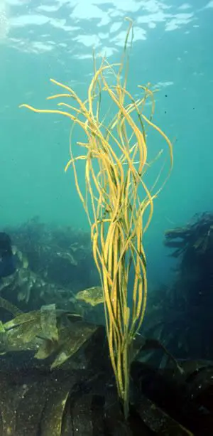El espagueti de mar, Himantalia elongata