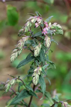 Odontites verna subsp. verna