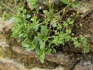 Polycarpon tetraphyllum subsp. tetraphyllum