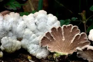 Schizophyllum commune