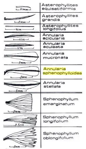 Reconstrucción de Annularia sphenophylloides