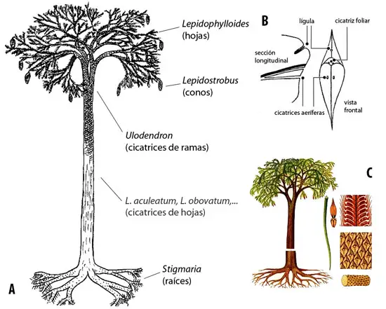 Reconstrucción de Lepidodendron aculeatum