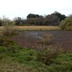 Laguna de Cachongo