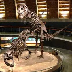 Tyranosaurios rex
