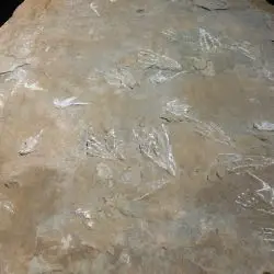 Icnita de pterosaurioI