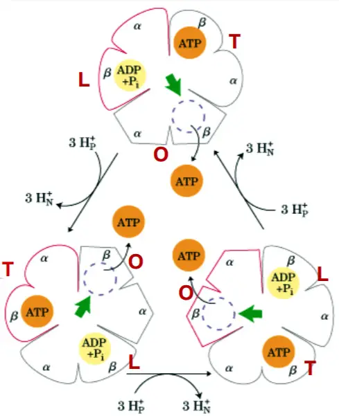 Cambios de conformación de la ATP-sintasa