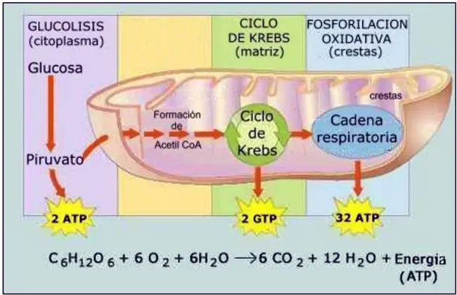 Respiración celular