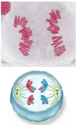 Anafase de la meiosis I