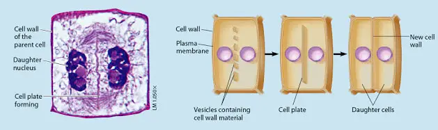 Citocinesis en células vegetales