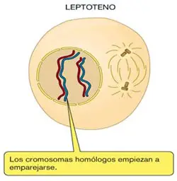 leptoteno de la profase I de la meiosis