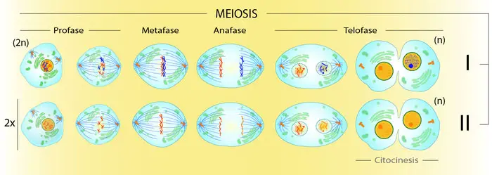 Esquema básico de la meiosis