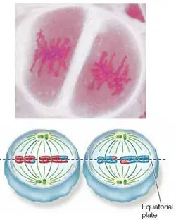 Metafase de la meiosis II