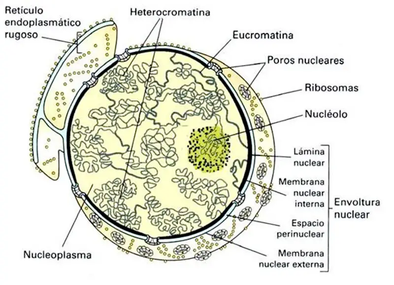 Estructura del núcleo celular
