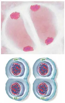 Telofase de la meiosis II