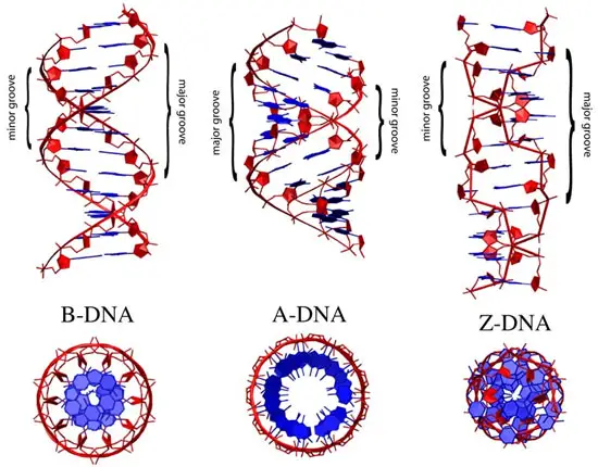 Doble hélice del DNA