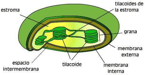 Estructura de un cloroplasto