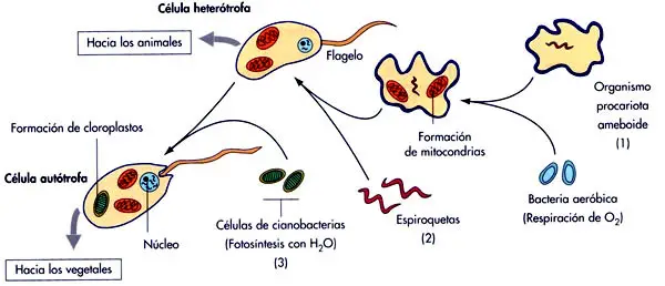 La teoría endosimbiótica