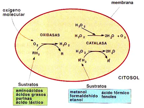 Reacciones de oxidación y peroxidación llevadas a cabo en los peroxisomas