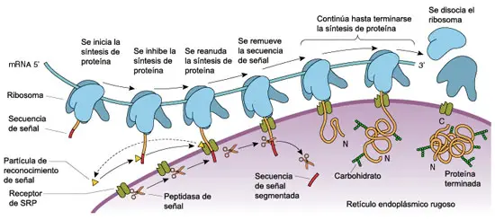 Síntesis de proteínas en el retículo endoplasmático