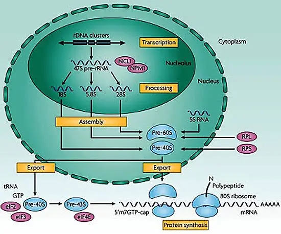 Síntesis y ensamblaje de los ribosomas