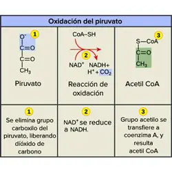 Descarboxilación oxidativa