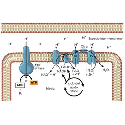 Cadena de transporte de electrones y fosforilación oxidativa
